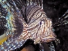 aundanao-fish
