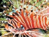 aundanao-fish3