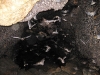 bat-2