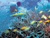 corals2