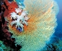 corals4
